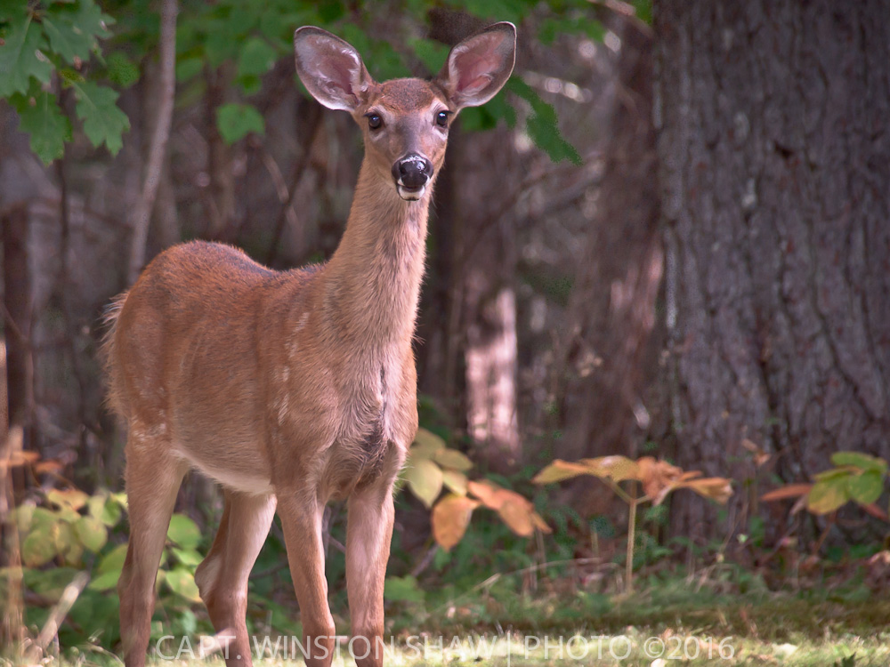 White tailed fawn