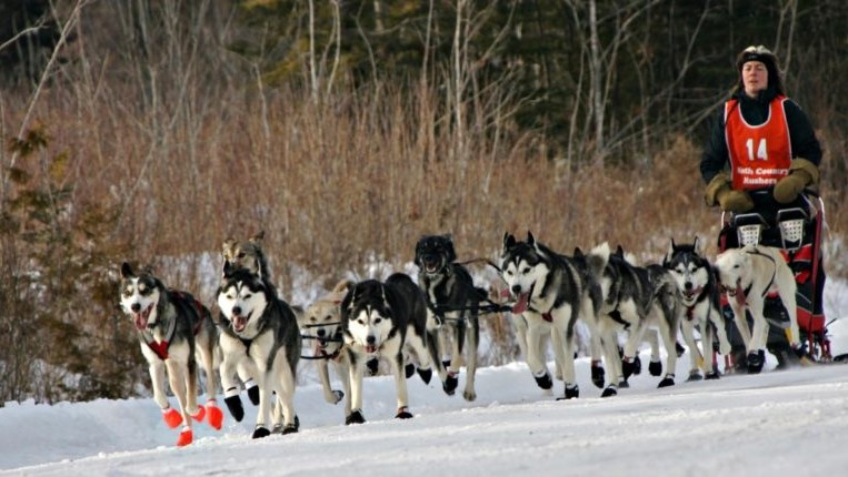 Wilderness Sled Dog Race