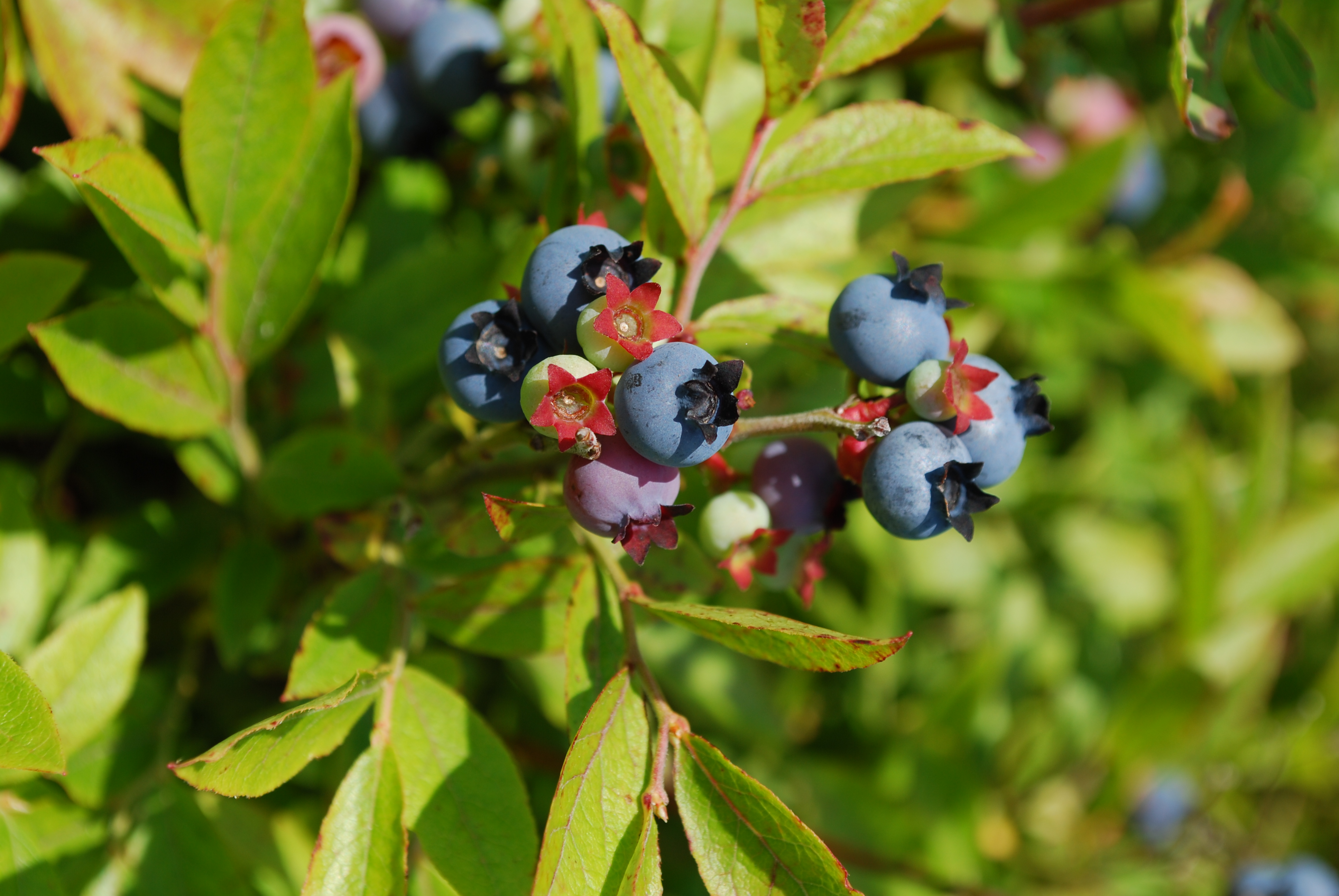 Savage Oakes Vineyard and Winery Visit Maine