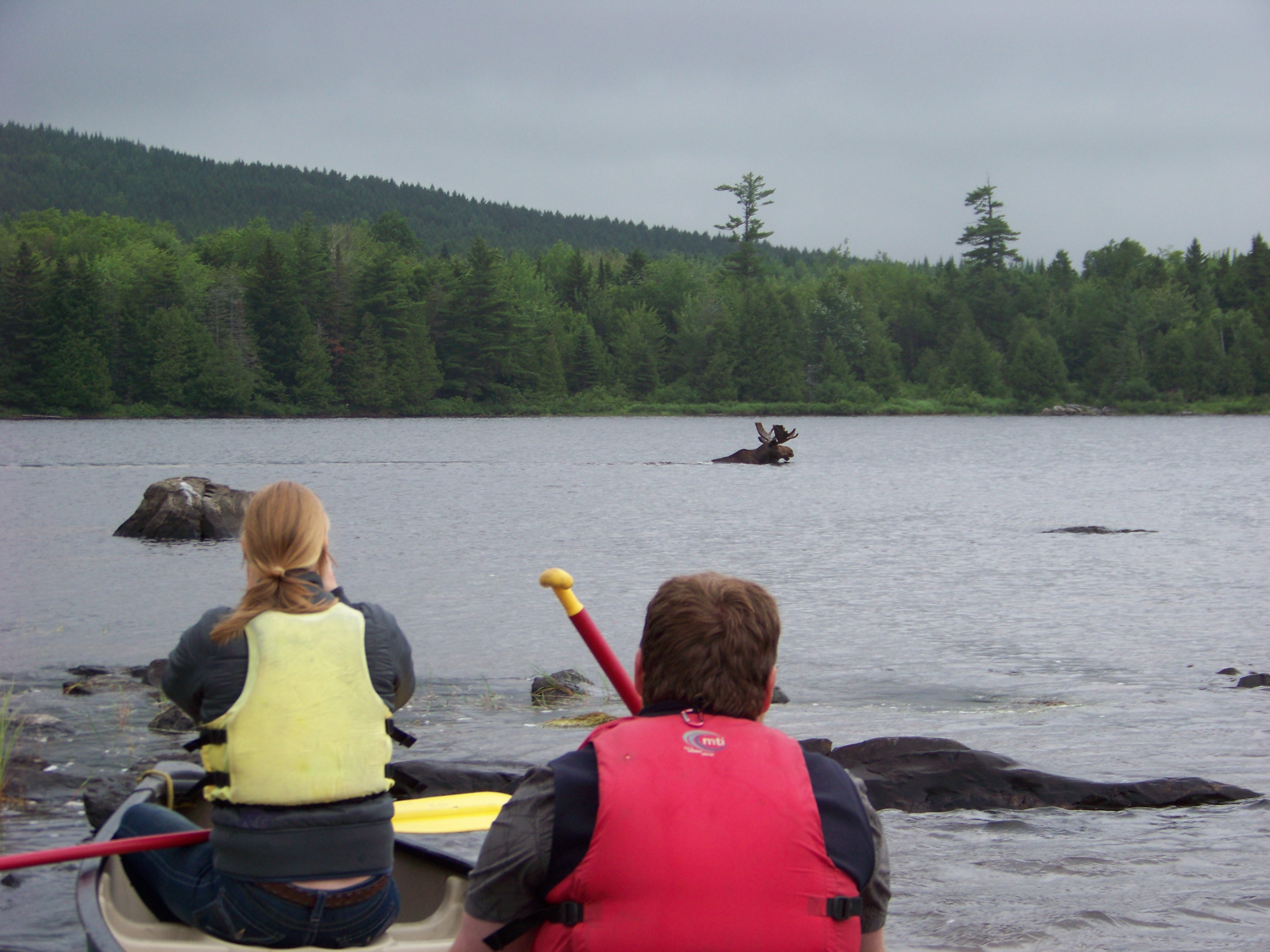 Maine Moose Canoe Tour