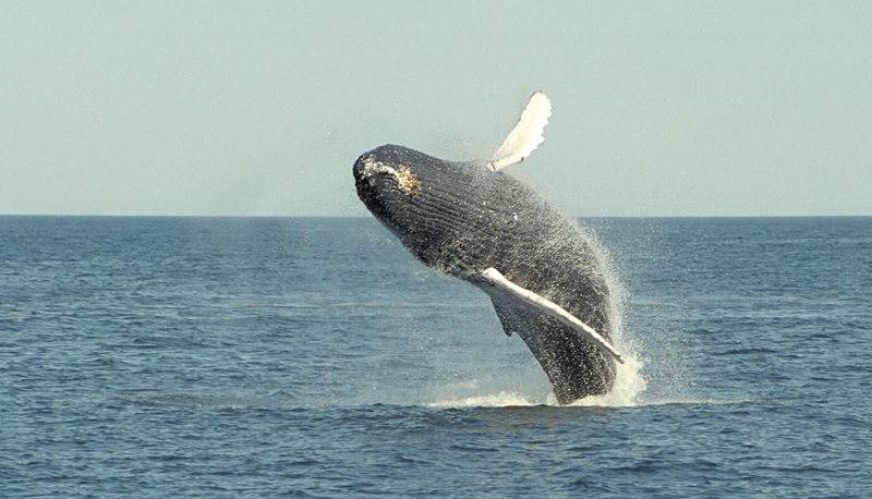 A Humpback whale breaches in mid-air off of the coast of Maine.