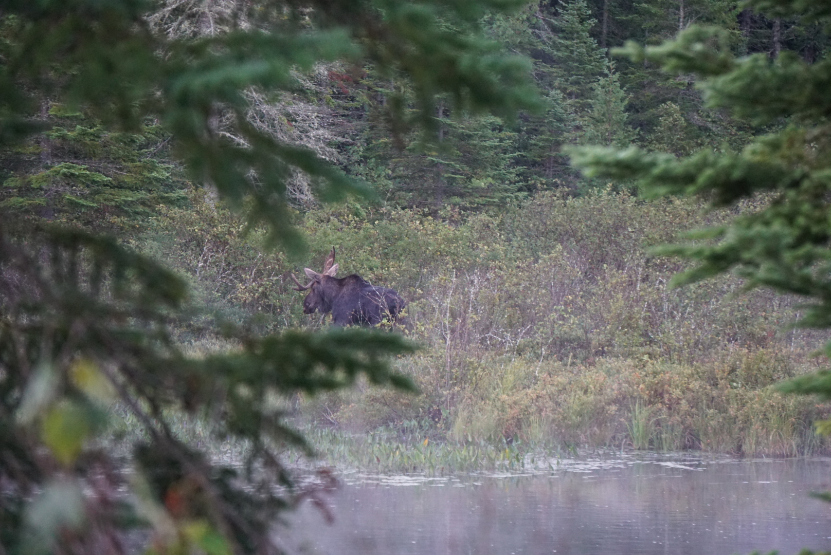 Wildlife in the distance