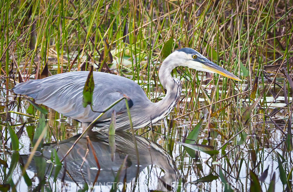 Great Blue Heron Hunting