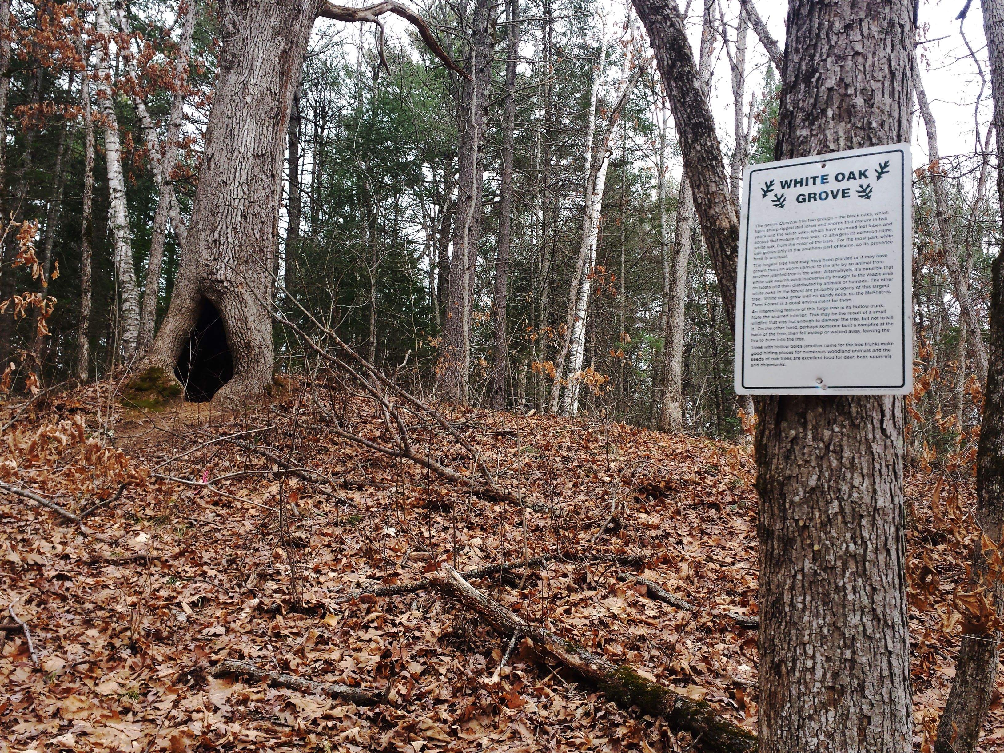 Visitors to Veazie trails can see the McPhetres Forest Farm trail, which connects to hikes in the Manter and Davis properties. This oak is a landmark on the trail.