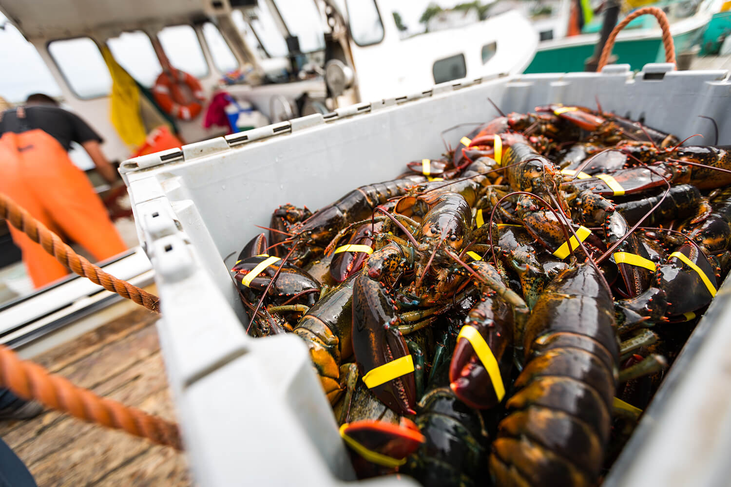 Why Maine Lobster is the Best - Visit Maine