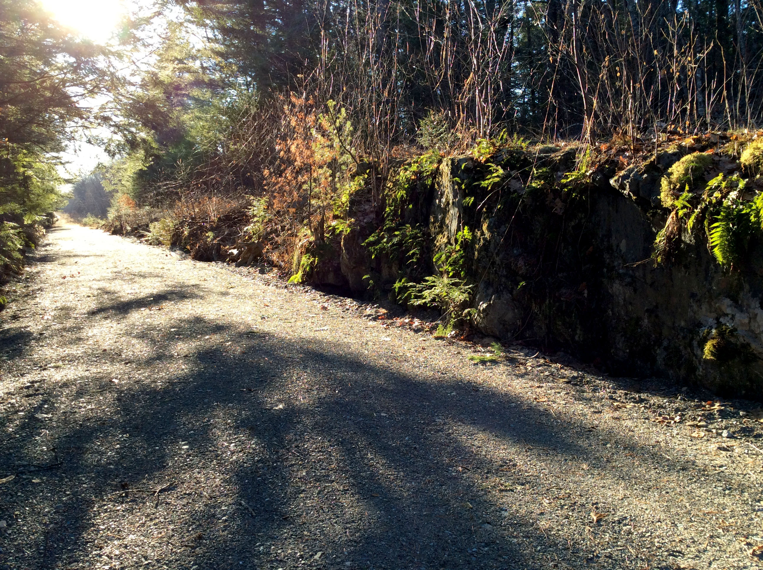 Hikers can experience a variety of fields, forest and wetlands at the Caribou Bog Conservation Area (CBCA). A section of the Veazie Railroad trail was cut through the rock, providing a display of ferns and mosses