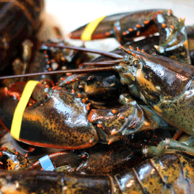 Freshest Maine Lobster cooked in Salt water