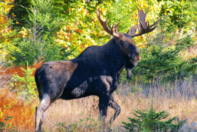 moose tours bangor maine