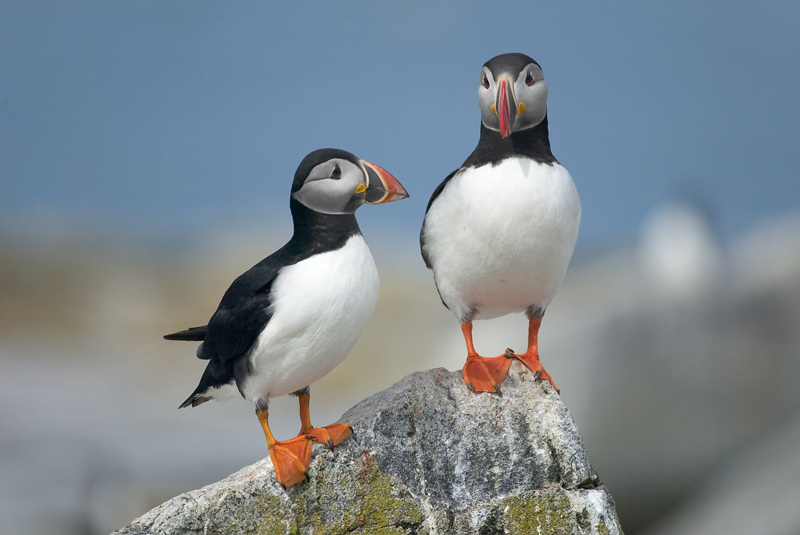 Two puffins on a rock.