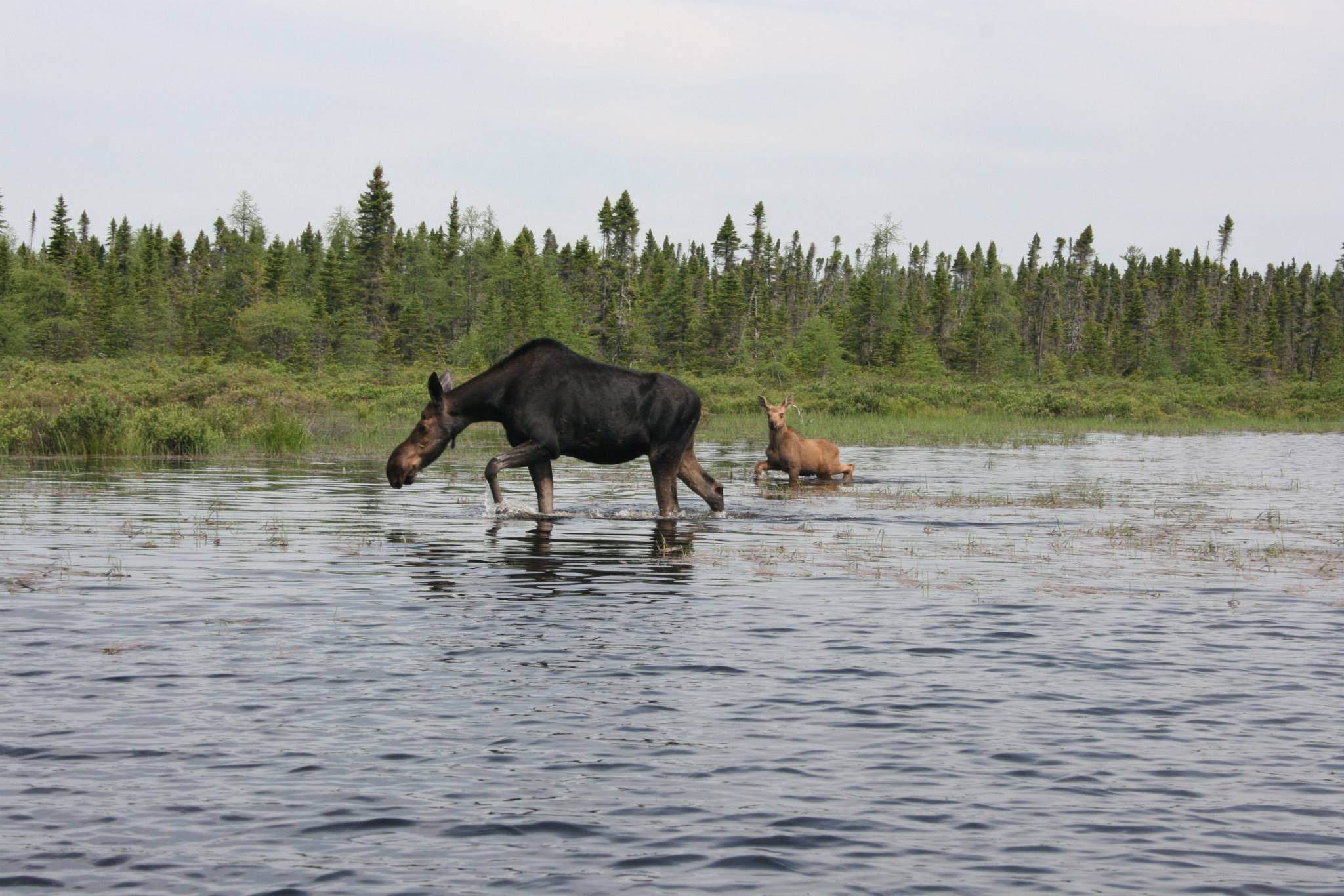 Moose Safaris Adventures with Twin Maple Outdoors