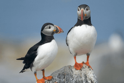 whale watching tour maine