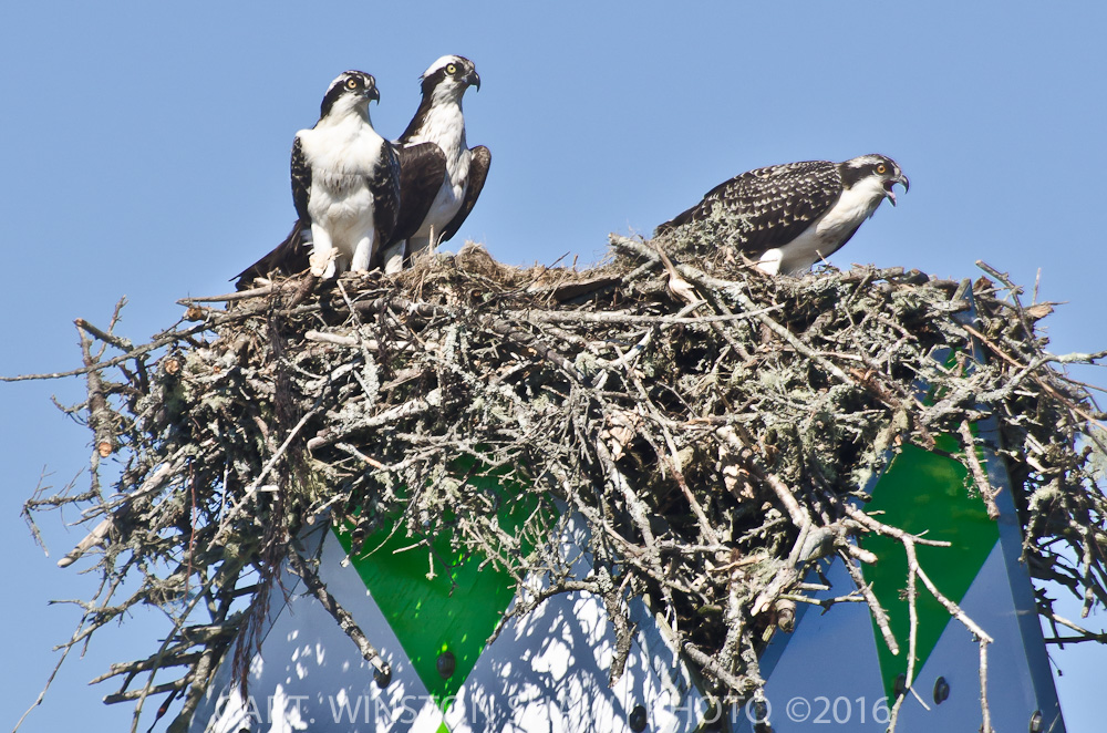 Osprey Nest With Young