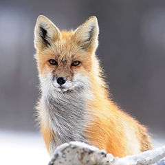 Winter Wildlife Watching in Maine