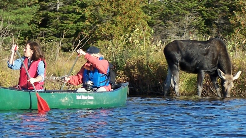 Moose Watching and Wildlife safari Tour and Lodging only $129 per person