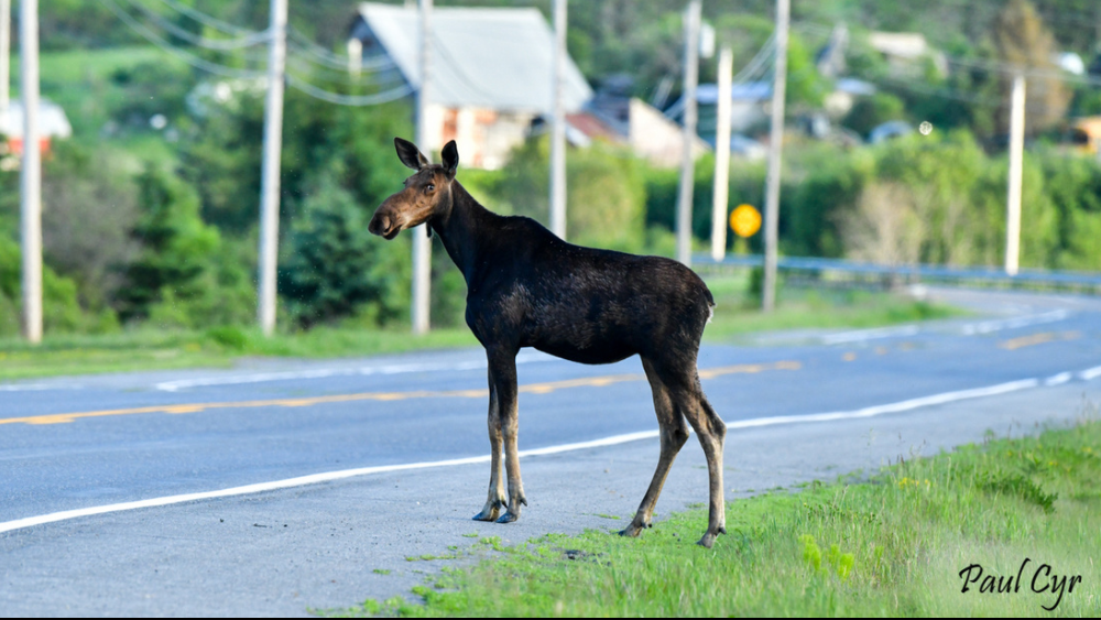 Our Most Anticipated Sight - the Maine Moose