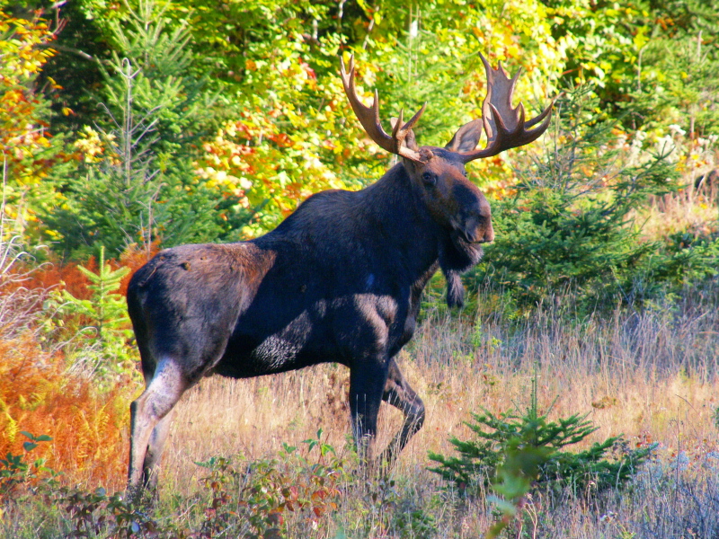 A moose strolling the forest during the autumn months.