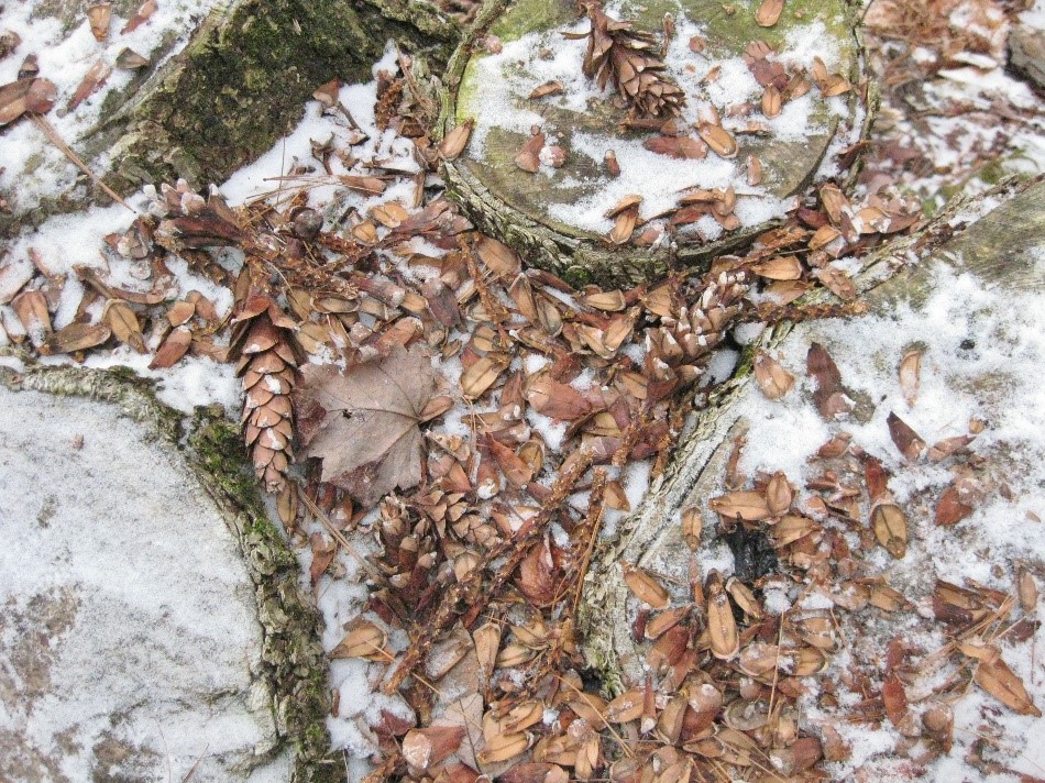 Red squirrel midden feeding station