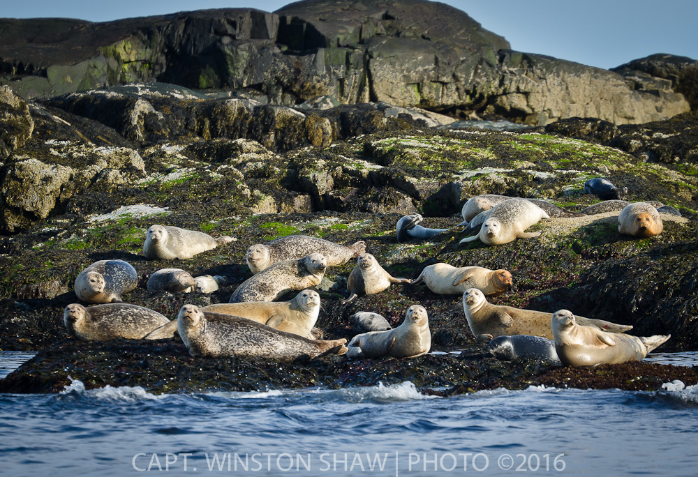 Harbor Seal Haulout