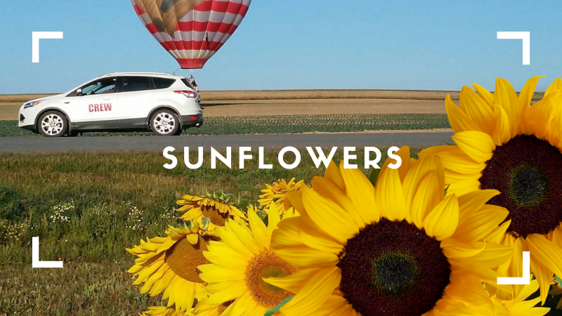 Farmers plant fields of sunflowers here as a both a crop rotation and for the harvest for bird seed.