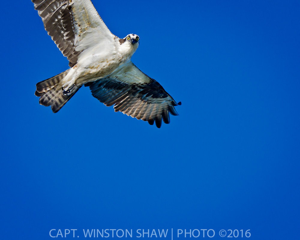 Osprey Hunting