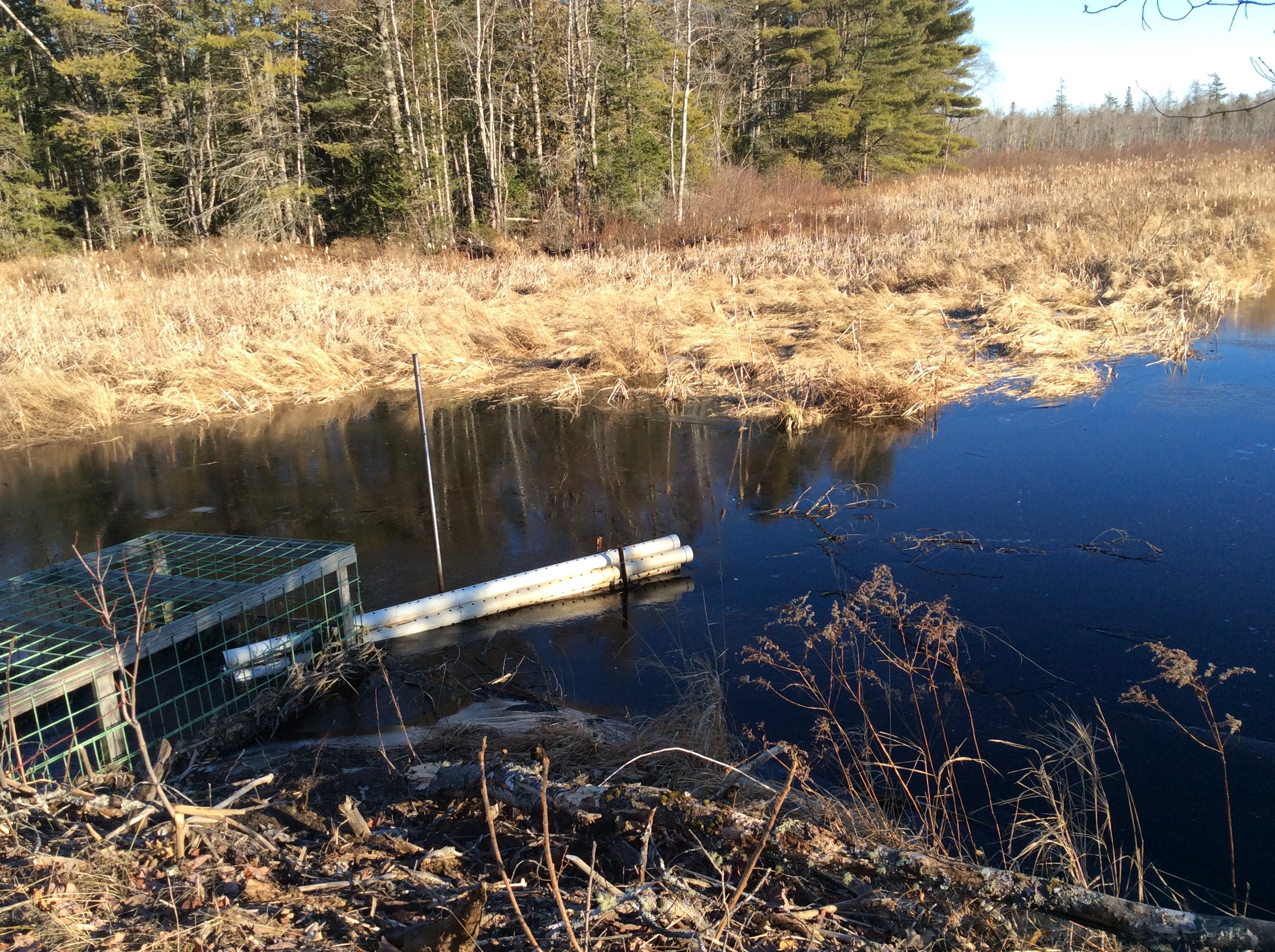 This stream-side device is a ‘beaver deceiver,’and is installed to regulate water levels and prevent trail flooding on the Veazie Railroad Trail in Orono, part of the Caribou Bog Conservation Area (CBCA). 