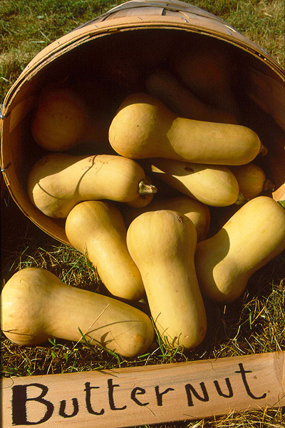 Display of butternut squash at Common Ground Fair.