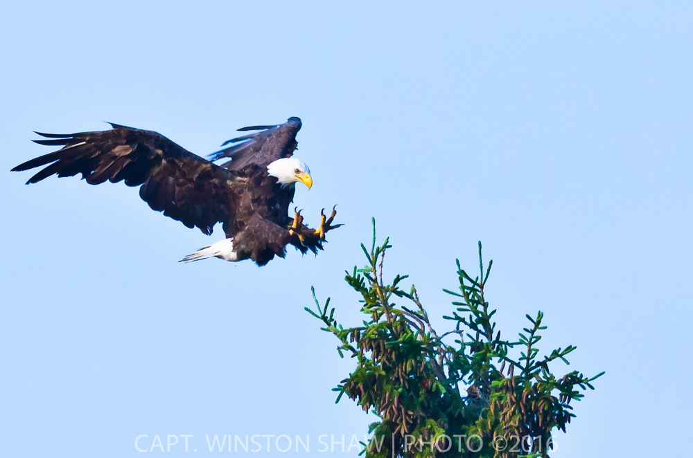 Adult Bald Eagle Landing