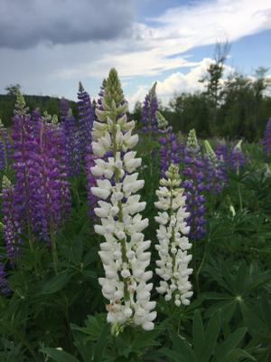 Lupine Festival