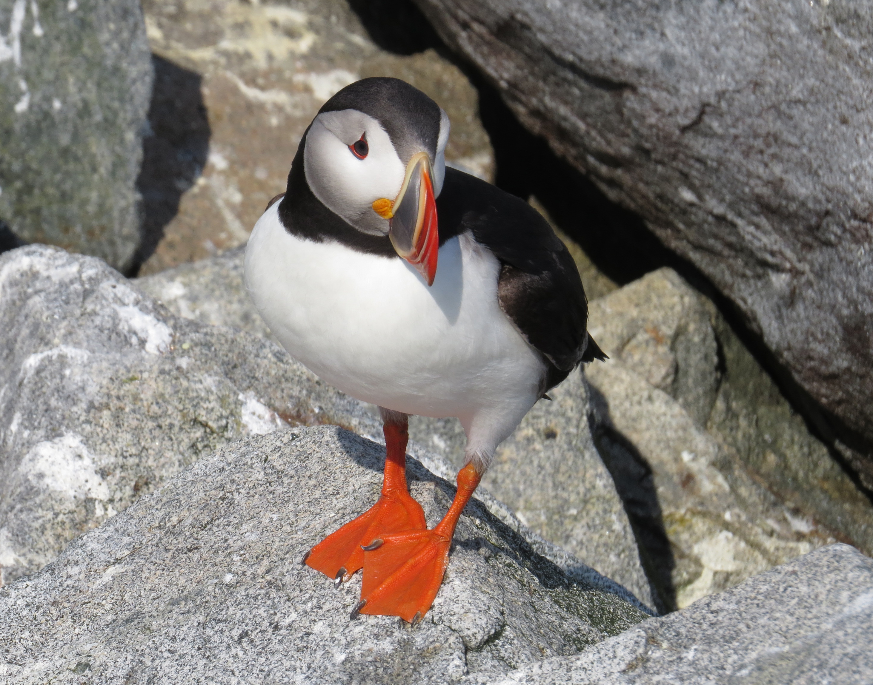 Acadia Birding Festival