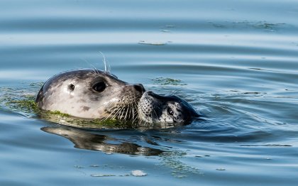 Seal Cove, Animal Attraction