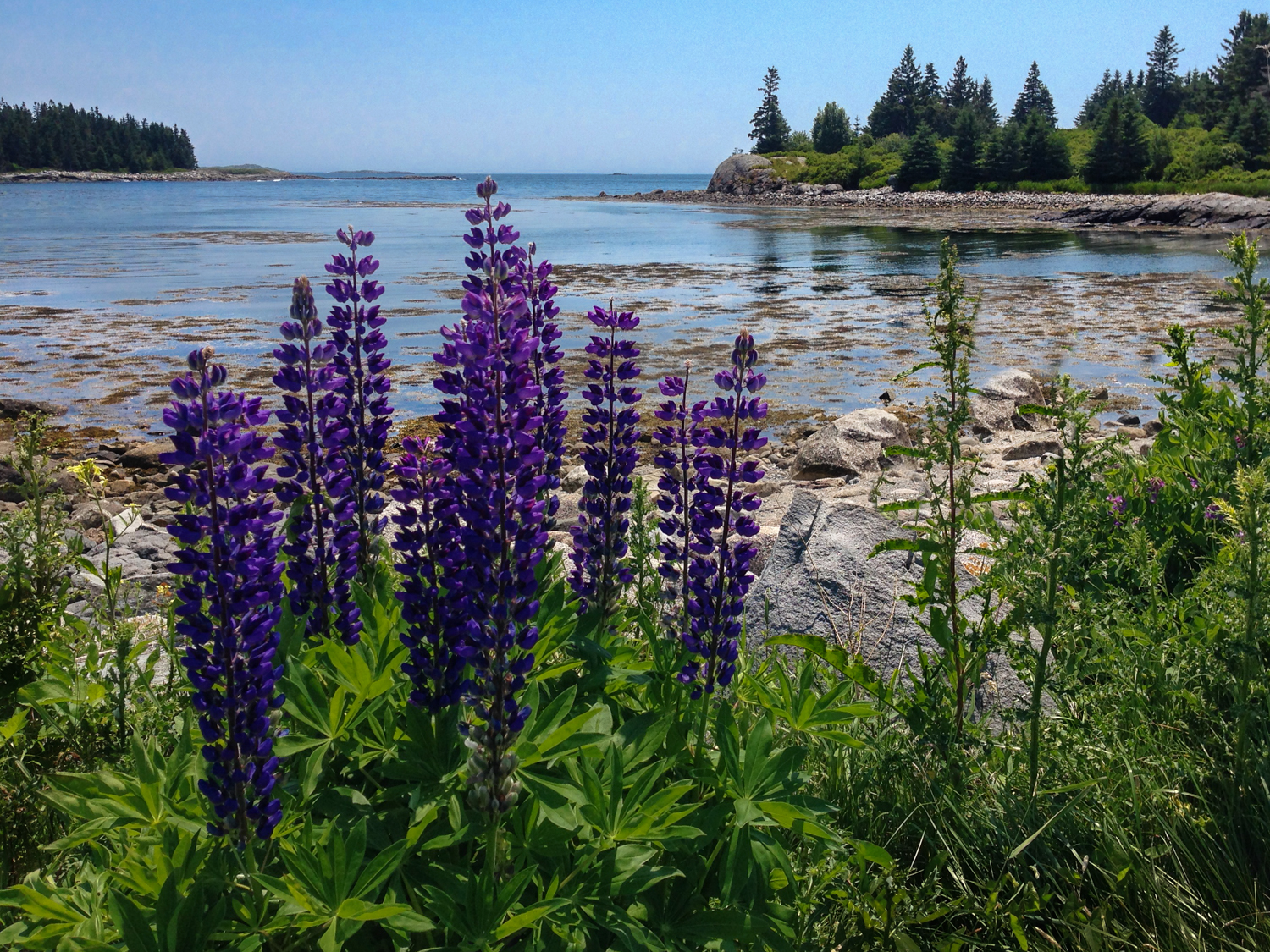 Vinalhaven Island