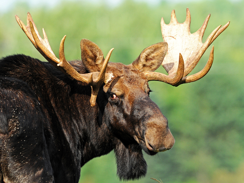 Maine Moose Sledování Moose Tours