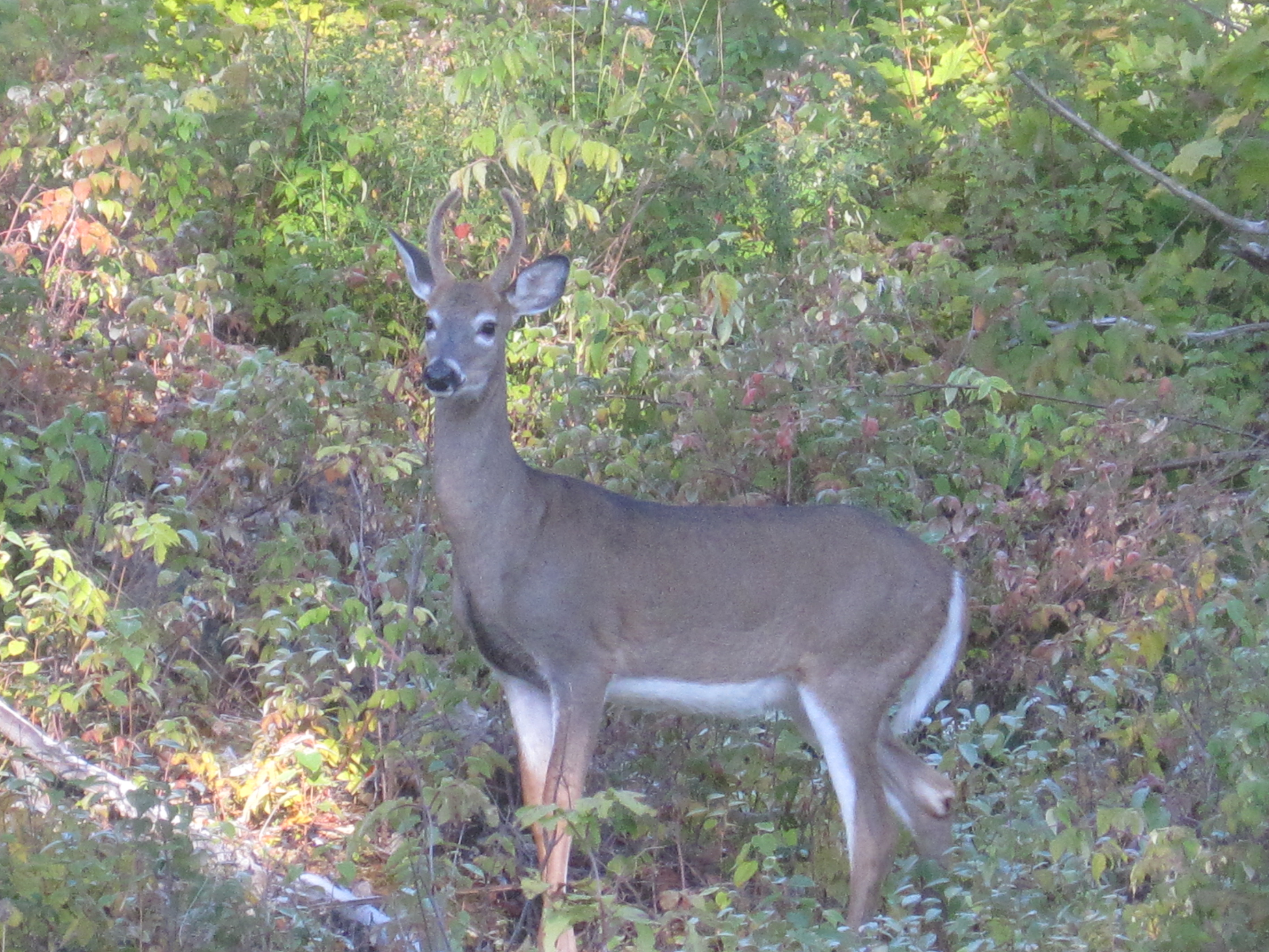 September buck.