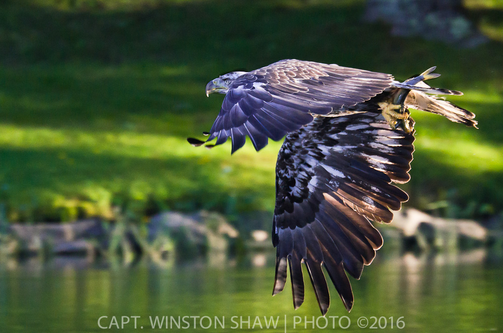 Subadult Bald Eagle With Fish