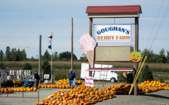 Farm stands are a tradition of US Route 1 - most are small self serve stands.