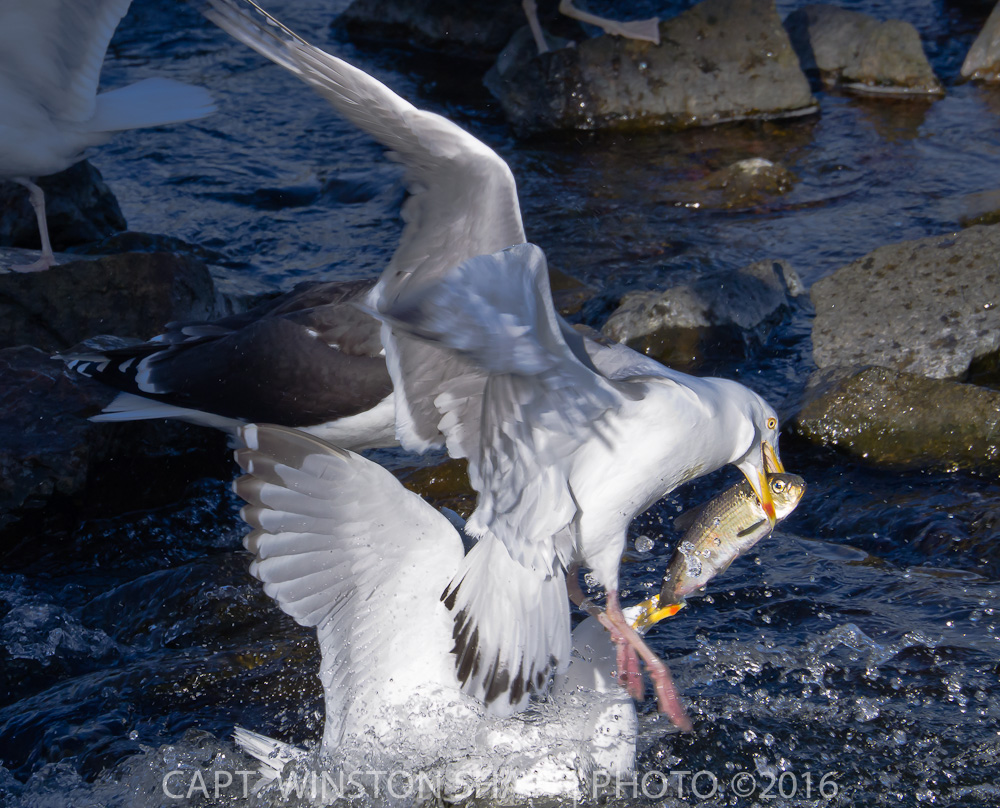 Herring Gull With Herring
