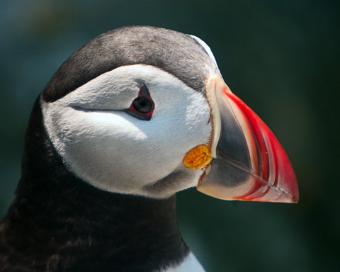 Friends of Maine Coastal Islands National Wildlife Refuge - Visit Maine