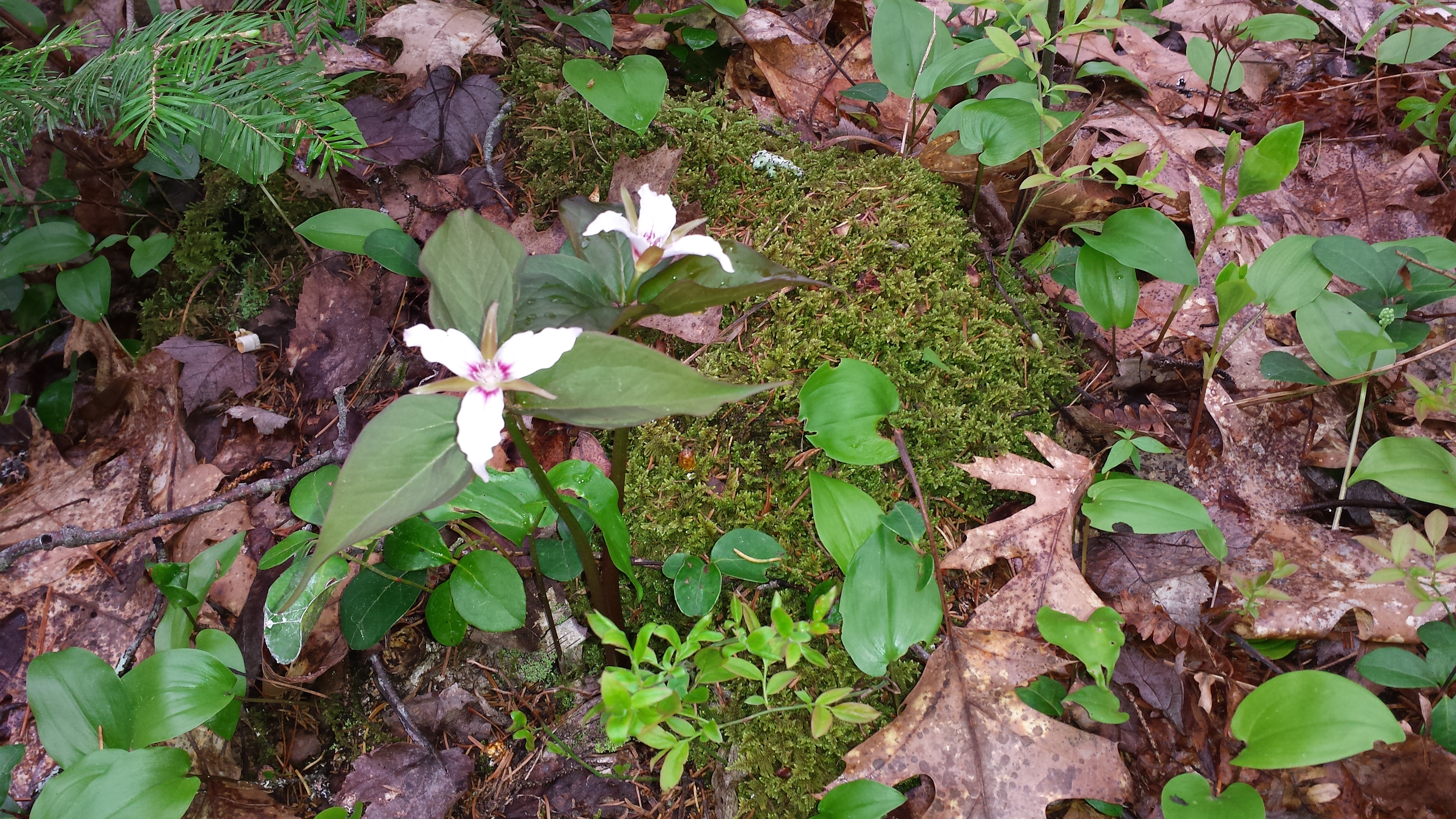 Trilliums bloom in early spring. The Caribou Bog Conservation Area (CBCA) is home to seasonal displays of plants and wildlife.