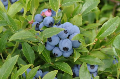 Maine Mariners: Wild Blueberries Night — OT Sports