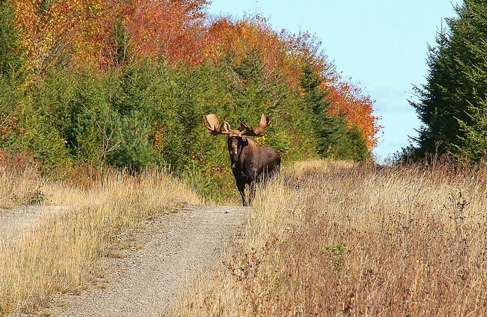 Moose on the driveway