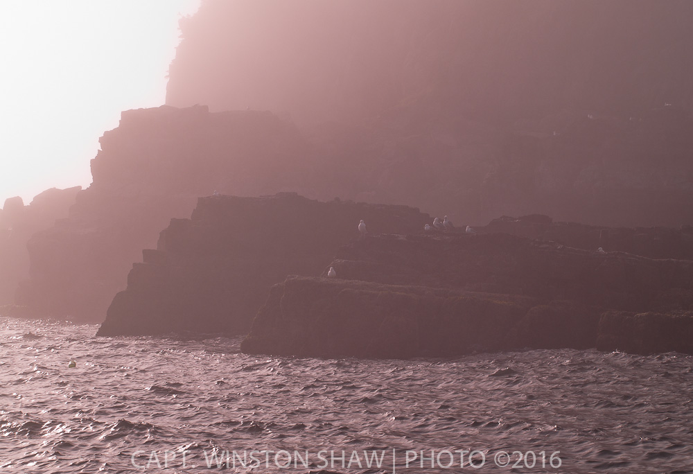 Seacliffs in fog