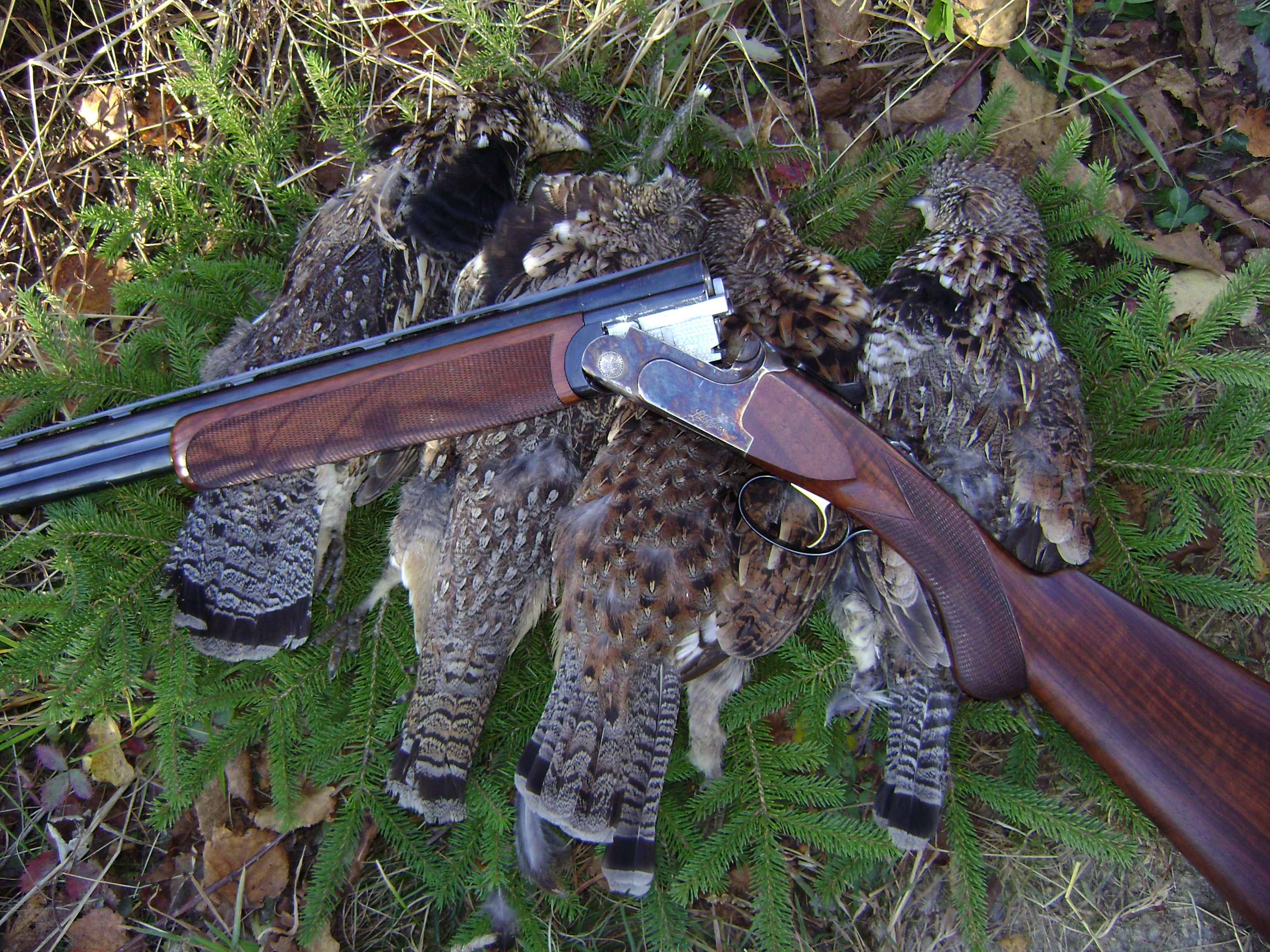 A limit of northern Maine ruffed grouse.
