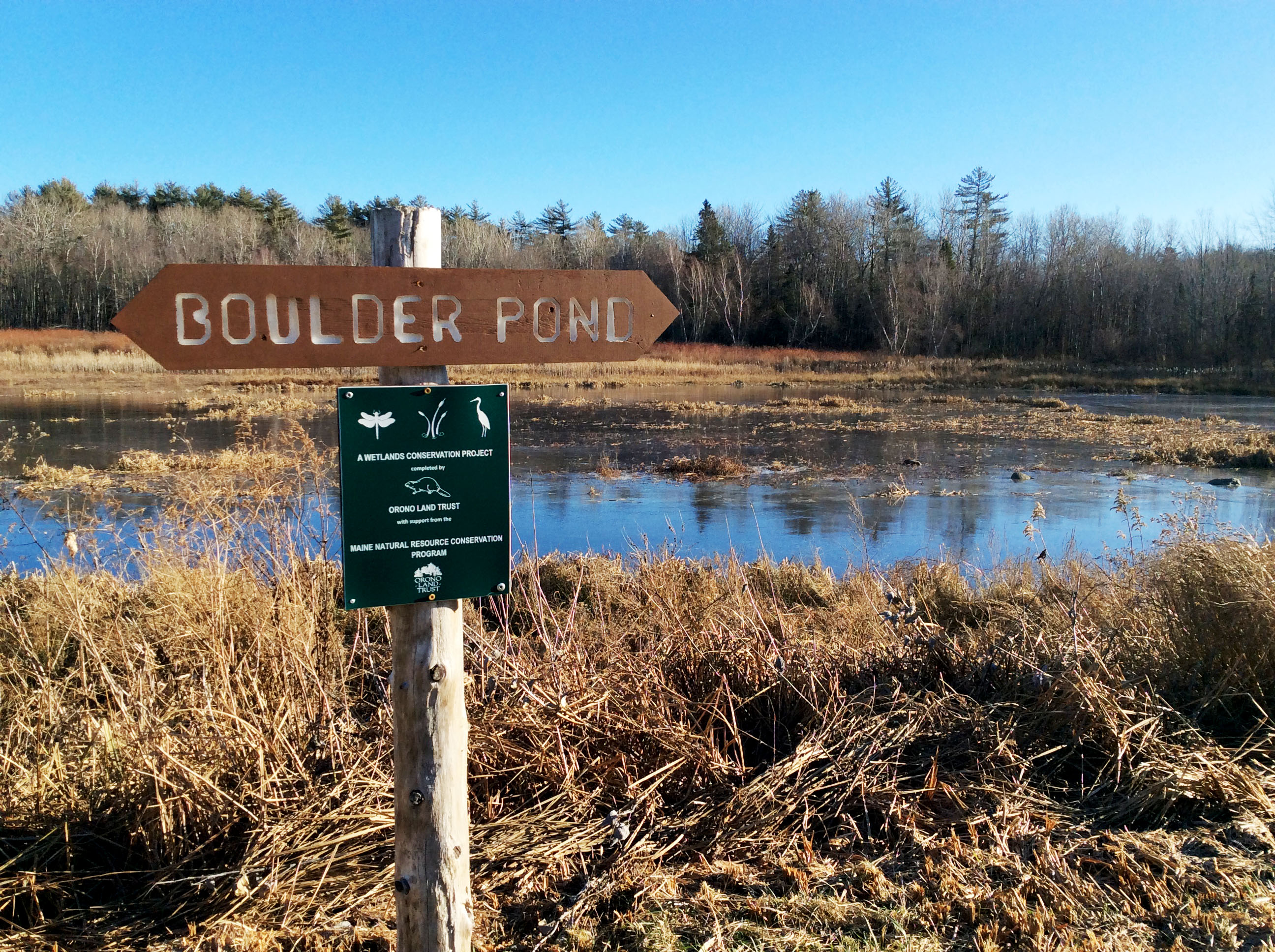 Boulder Pond on Taylor Road in Orono is the site of a wetlands remediation project undertaken by OLT with state and local support. A series of ponds in this area af-ford opportunities for all-seasons birding and winter ice-skating.