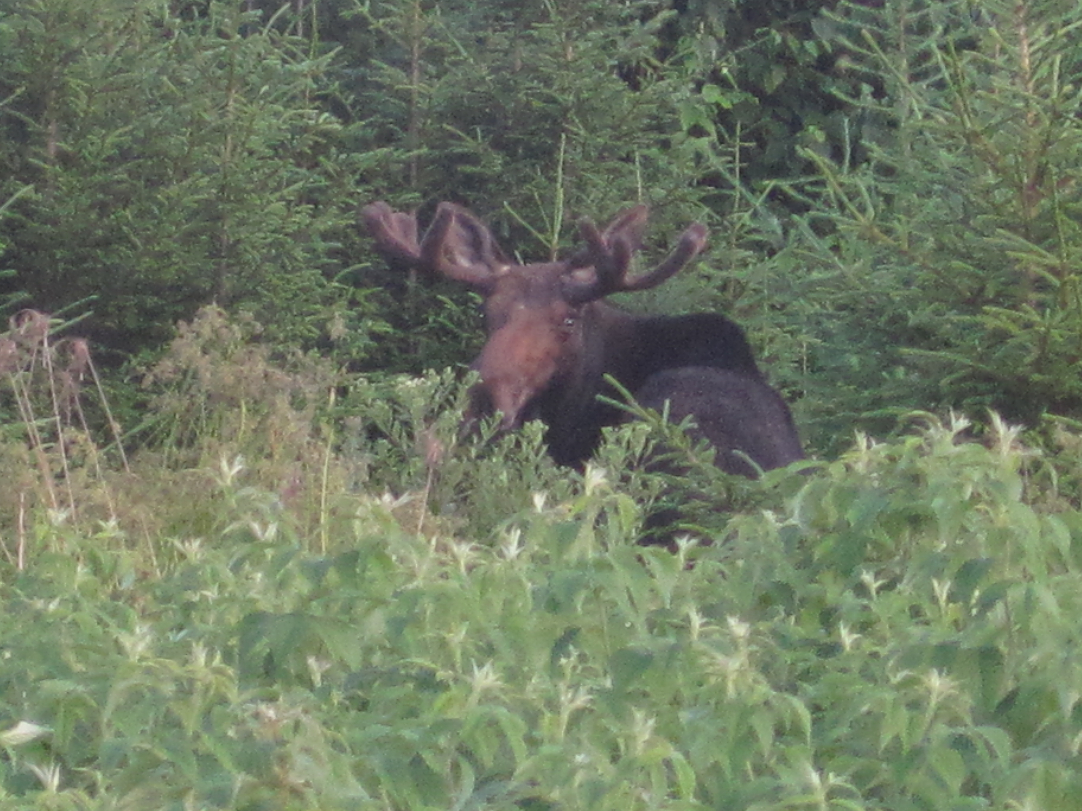Summer bull in velvet.