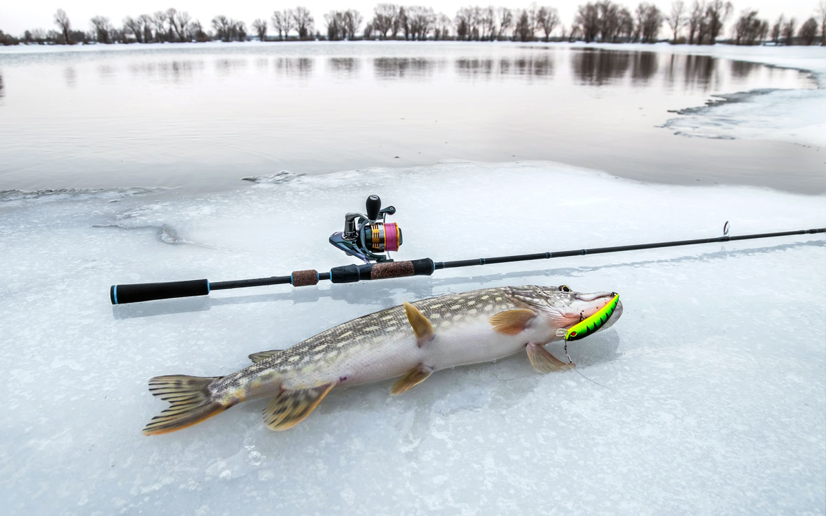 Pike are a popular wintertime fish