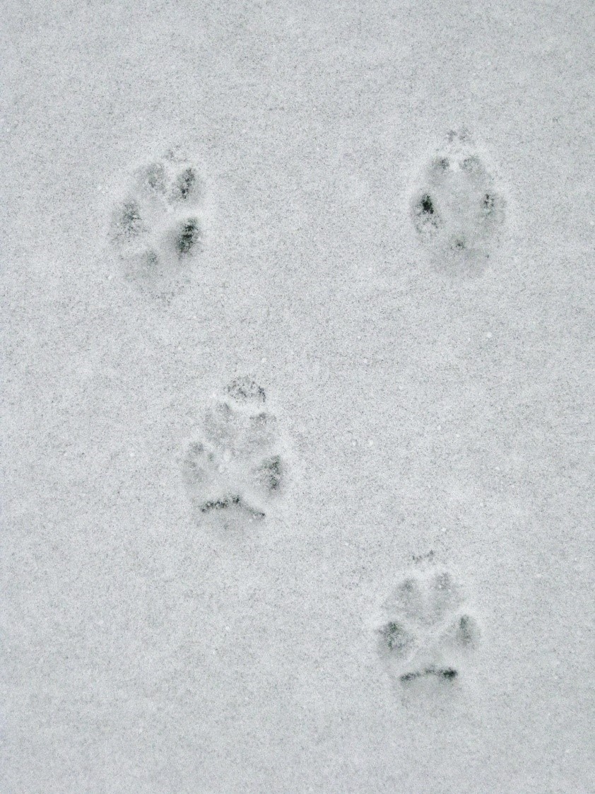 Red fox, hind tracks smaller (above) front tracks larger (below), metacarpal pad often shaped as a chevron or as a flat line (bottom of front track