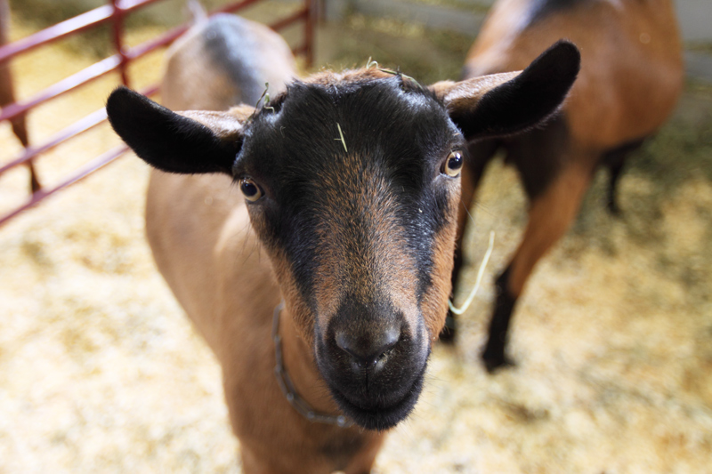 Goat looking at camera