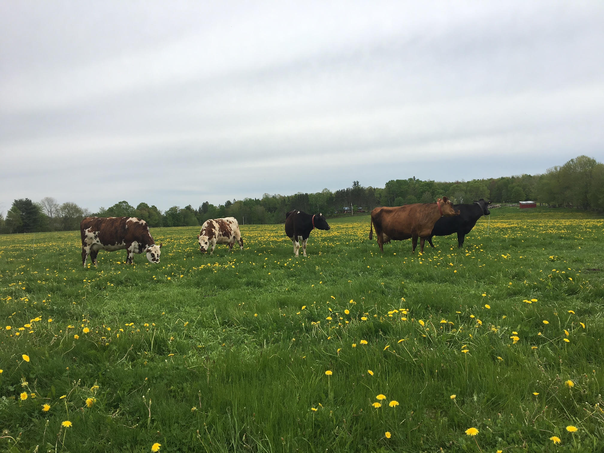 Open Farm Day at Balfour Farm Visit Maine