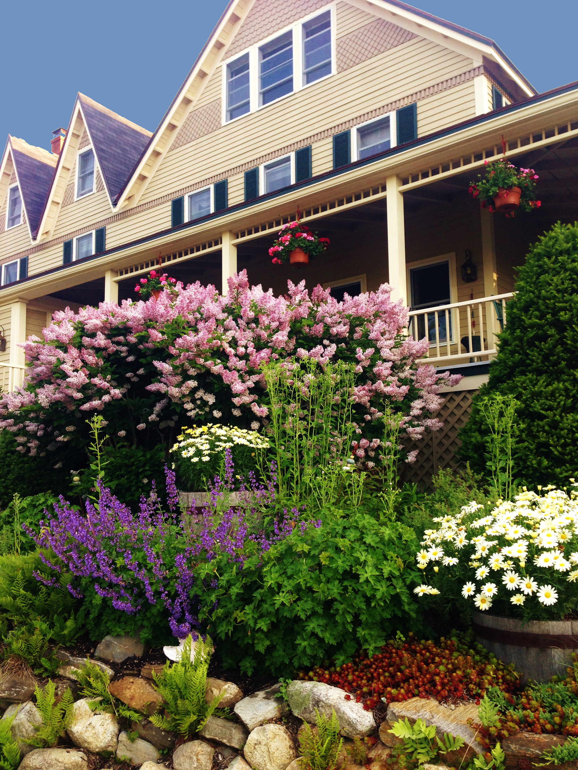 When the lilacs are in bloom it is hard to even smell the salt air!