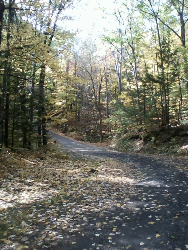 Camp road in fall